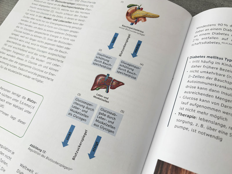 Ablauf Blutzuckerspiegel